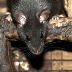 Let&#39;s talk about the interesting features of the life of black rats and the relationship of these rodents with human civilization...