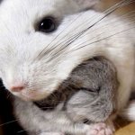 Diarrhea and loose stools in chinchillas: symptoms and treatment