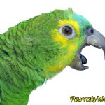 Parrot screams