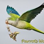 Parrot monk