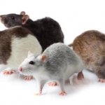 Breeds of domestic rats