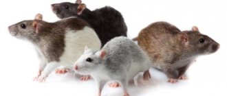 Breeds of domestic rats