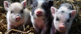 Piglets