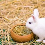 Rules for feeding rabbits