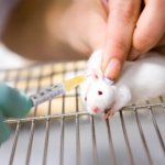 Drugs and antibiotics for pet rats