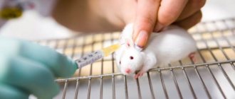 Drugs and antibiotics for pet rats