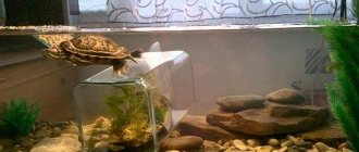 freshwater red-eared turtles