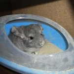 Teaching a chinchilla to bathe