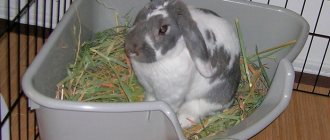 Litter training a rabbit