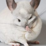 Chinchillas have a cold