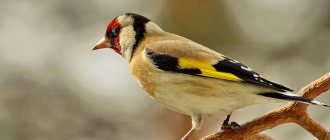 Goldfinch bird