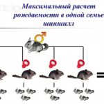 Расчет рождаемости шиншилл