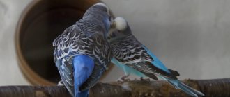 Breeding parrots at home: all stages of breeding