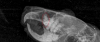 x-ray chinchilla