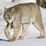 lynx