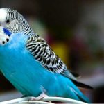 female budgie