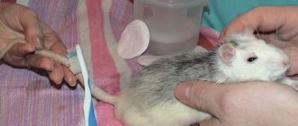 Самые частые болезни крыс и их лечение