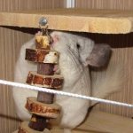 Chinchilla chews on her toys