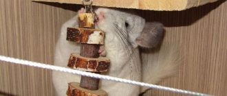 Chinchilla chews on her toys