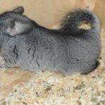 Chinchilla gives birth