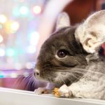 chinchilla care