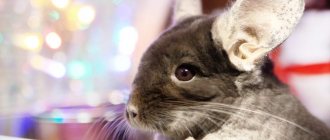 chinchilla care