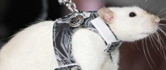 Rat Harness