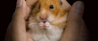 Syrian hamster in the palms