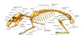 Guinea pig skeleton