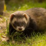 How long do ferrets live in the wild?