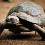 How long do domestic and wild turtles live?