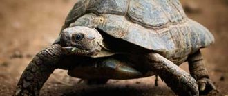 How long do domestic and wild turtles live?