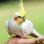 How long do cockatiels live and how to extend their lifespan?