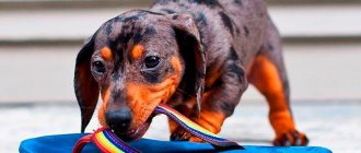 Dachshund Dog Photo