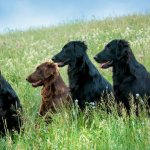 dogs of the breed Flat-coated retriever (flat)