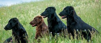 dogs of the breed Flat-coated retriever (flat)