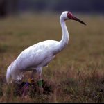 Siberian Crane