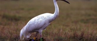 Siberian Crane