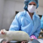 Стерилизация и кастрация крыс: плюсы и минусы