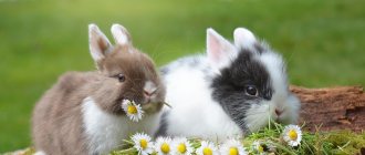 Is it worth getting a rabbit?