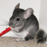 Is it worth keeping a chinchilla at home?