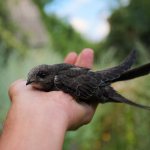 swift bird photo