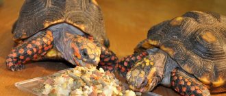 Land turtle at home - secrets of care