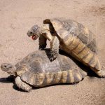 how old is a land turtle when it mates?