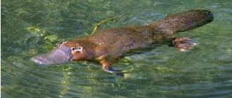 marsupials of australia