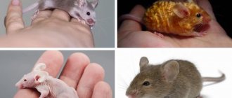 Types of fur in rodents