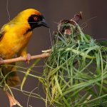 Weaver-bird-Description-features-types-of-lifestyle-and-habitat-of-weaver