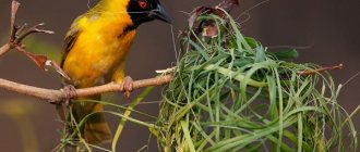 Ткачик-птица-Описание-особенности-виды-образ-жизни-и-среда-обитания-ткачика