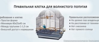 Requirements for a cage for a budgie