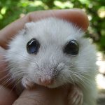 The hamster&#39;s eye does not open (or it festers): what to do at home